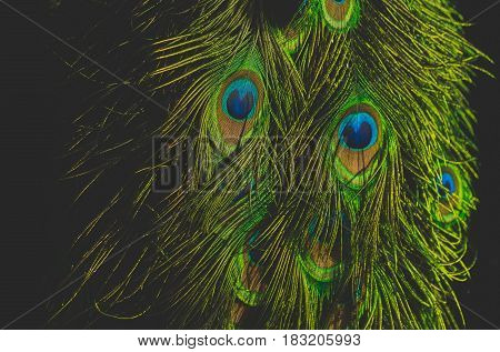 Beautiful Peacock Feathers