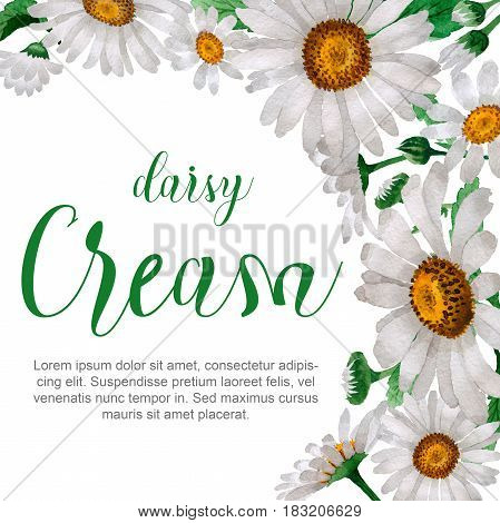Wildflower chamomile flower frame in a watercolor style isolated. Full name of the plant: chamomile, daisy wheel .Aquarelle wild flower for background, texture, wrapper pattern, frame or border.