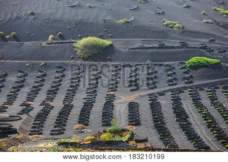 Famous Vineyards Of La Geria On Volcanic Soil, Lanzarote Island, Spain
