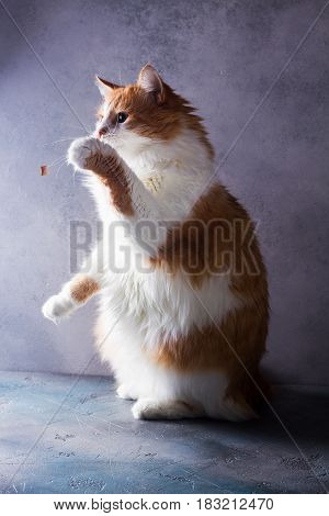 Red and white flaffy cat catching food on gray background
