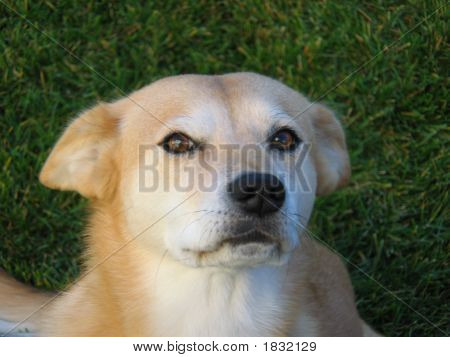 Close Up di un cane adorabile