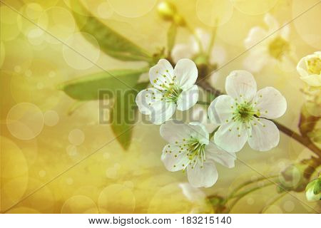 Spring border or background art with White cherry blossom.Beautiful nature scene with blooming tree. Spring flowers.Abstract blurred background with bokeh .Springtime.Blooming cherry.Selected focus.