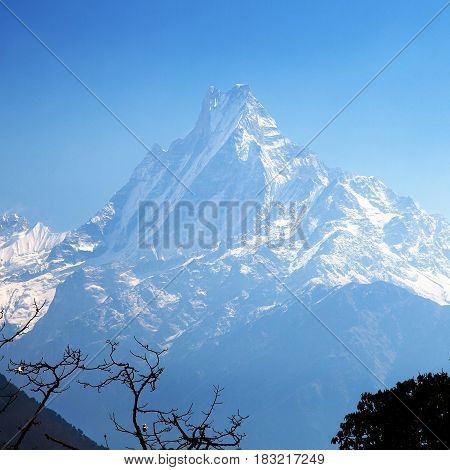 mount Machhapuchhre blue colored silhouette Annapurna area morning view Nepal