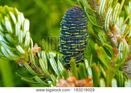 Fir tree branch and its lump. Fir cone