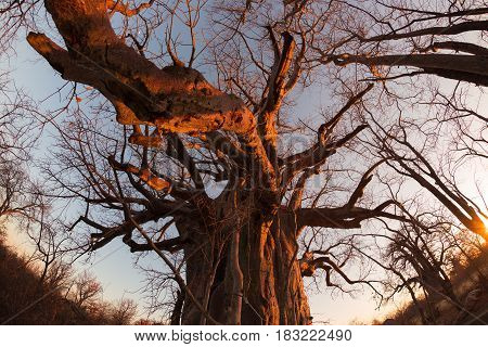 Huge Baobab Plant In The African Savannah With Clear Blue Sky And Sun Star At Sunset. Fisheye View F