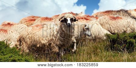 herd of sheep in alps dolomites mountains ovis aries sheep is typical farm animal on mountains
