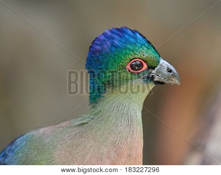 Portrait of Purple-crested turaco (Tauraco porphyreolophus)