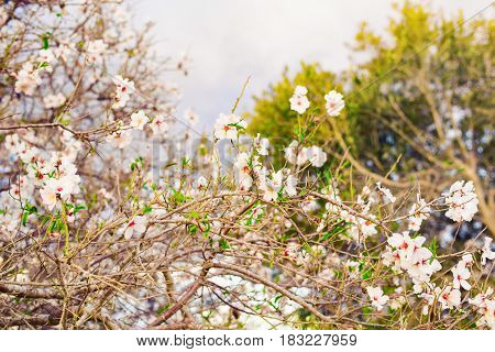 Spring concept. Almond flowers. spring almond tree pink flowers with branch outdoors