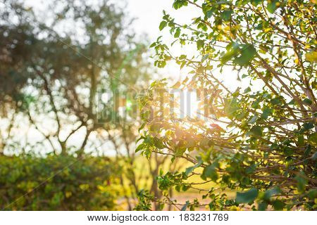 Fresh green leaves on nature framing the sun in the middle and forming rays of light.