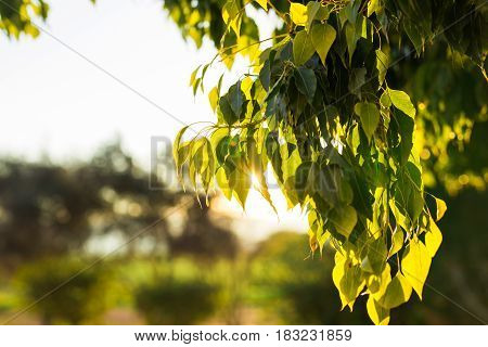 Fresh green leaves on nature framing the sun in the middle and forming rays of light.