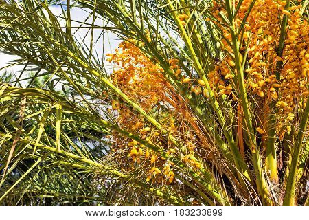 Date Palm laden with dates. Ripe dates on the palm tree