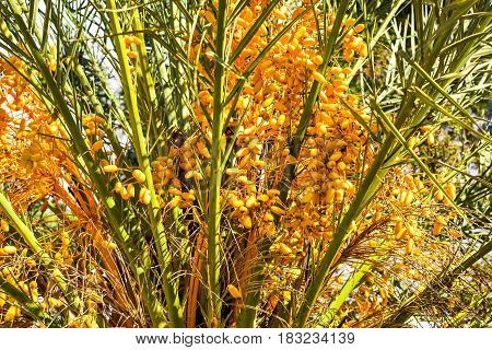 Date Palm laden with dates. Ripe dates on the palm tree
