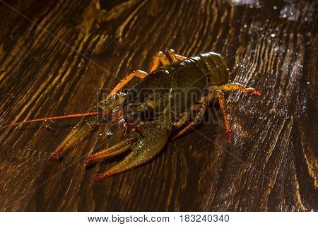 Live Crawfish On A Wooden Board