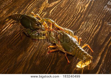 Live Crawfish On A Wooden Board