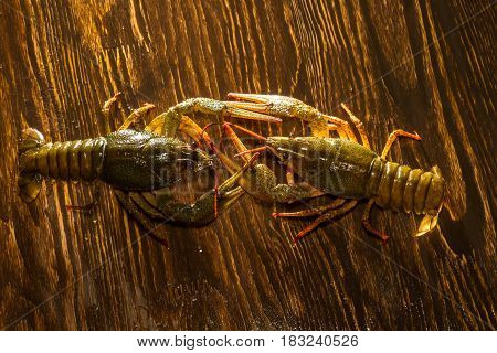 Live Crawfish On A Wooden Board