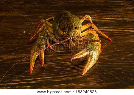 Live Crawfish On A Wooden Board