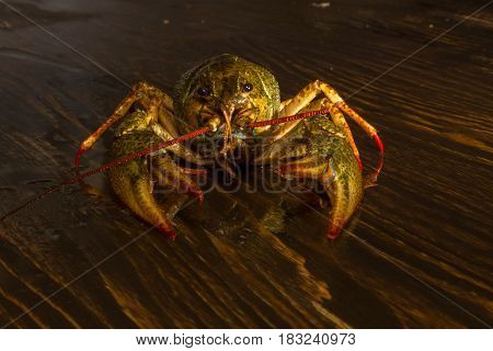 Live Crawfish On A Wooden Board