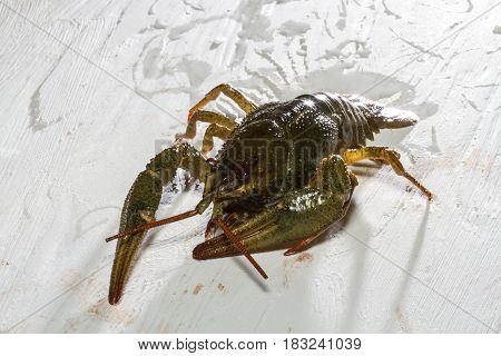 Live Crawfish On A Wooden Board