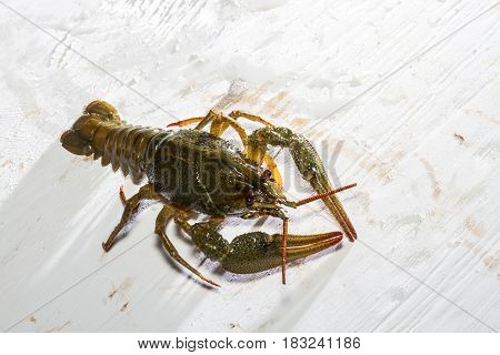 Live Crawfish On A Wooden Board