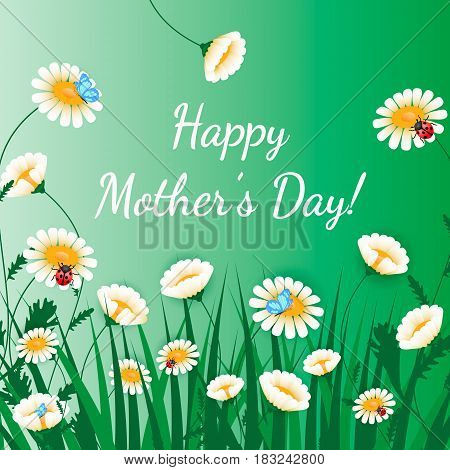 Happy Mothers Day greeting card. Grass with white chamomiles on green. Floral nature background. Vector flower with butterfly and ladybird