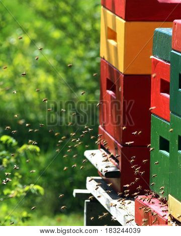 Bees returning to their bee hive springtime