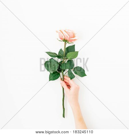 Floral background. Pink rose in feminini hands on white background. Flat lay, top view.
