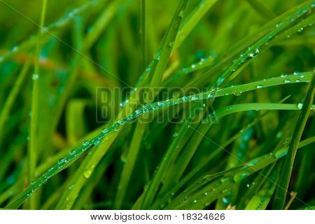 Spring green leaves