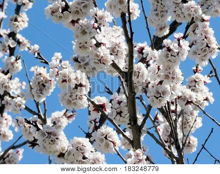 Cherry blossoms in spring in Thornhill Canada April 23 2017
