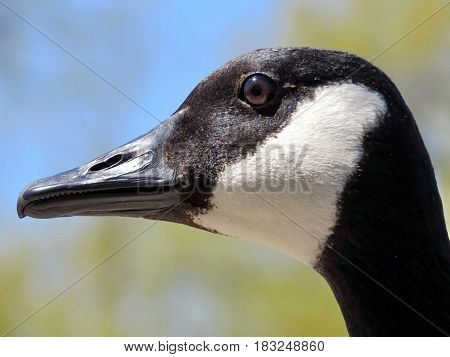 The portrait of a Canadian goose on the bank of Oakbank Pond in Thornhill Canada