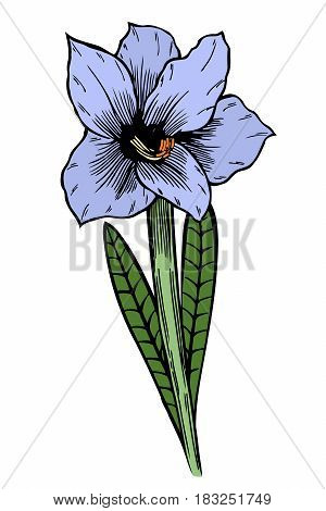 Blue Lily flowers. Vector illustration, isolated on white