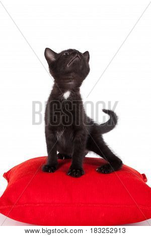 Studio shot of adorable young black kitten posing on red pillow