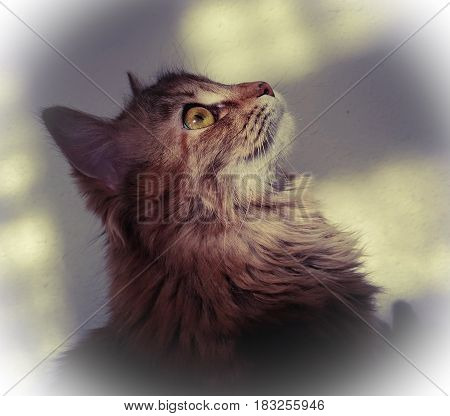 Cute profile of fluffy cat close-up. The head of the kitten raised upwards. On the light wall are wide shadows. Portrait of a cat with a white vignette