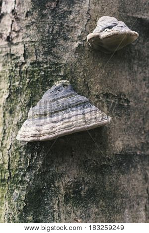 Two Fomes Fomentarius On The Tree In The Wood, Background