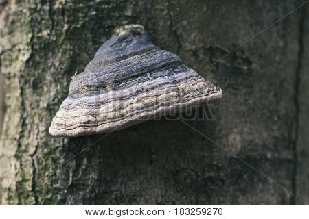 The Fomes Fomentarius On The Tree In The Wood, Background