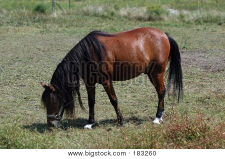 Mustang Grazing
