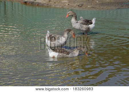 The Gray Goose Is Domestic. Homemade Gray Goose. Homemade Geese In An Artificial Pond