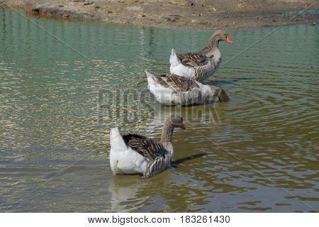 The Gray Goose Is Domestic. Homemade Gray Goose. Homemade Geese In An Artificial Pond