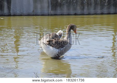 The Gray Goose Is Domestic. Homemade Gray Goose. Homemade Geese In An Artificial Pond