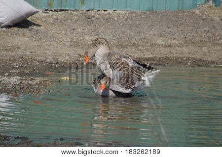 The Gray Goose Is Domestic. Homemade Gray Goose. Homemade Geese In An Artificial Pond