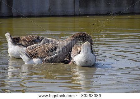 The Gray Goose Is Domestic. Homemade Gray Goose. Homemade Geese In An Artificial Pond