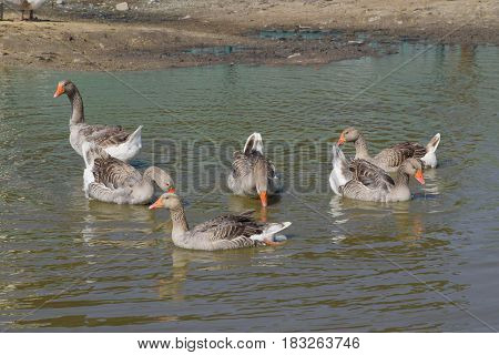 The Gray Goose Is Domestic. Homemade Gray Goose. Homemade Geese In An Artificial Pond