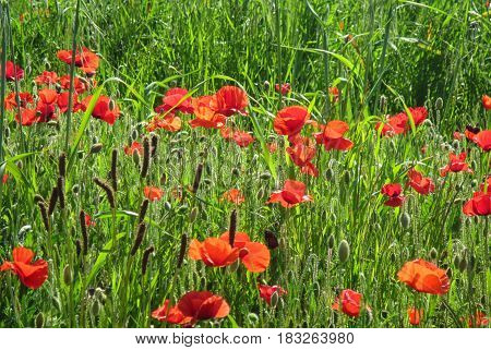 Spring poppies flowers in a field. Day light