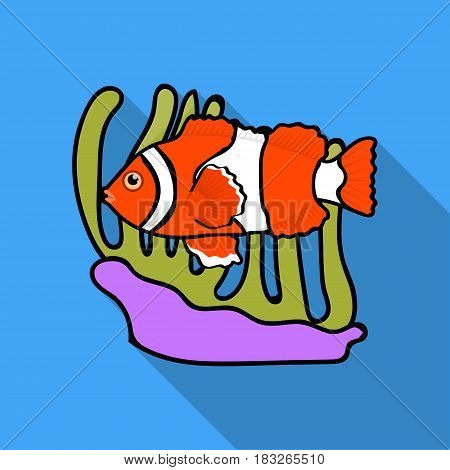 Clownfish and anemone icon in flat design isolated on white background. Australia symbol stock vector illustration.