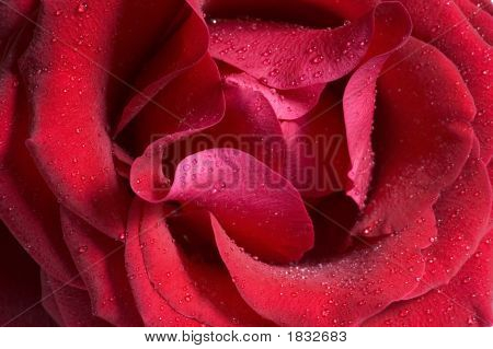 Røde Rose med Waterdrops