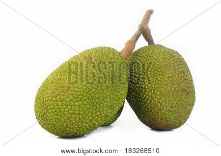 Jackfruit on white background , young Jackfruits , tropical fruit , Jackfruit