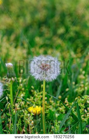 Detail Blossom Common Dandelion