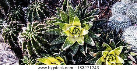 Cactus concept. Blooming round shaped cactuses. Cactus decor. Cactus flower. Cactus desert. Cactus landscape. Cactus silhouette. Cactus backyard. Cactus field. Cactus garden.