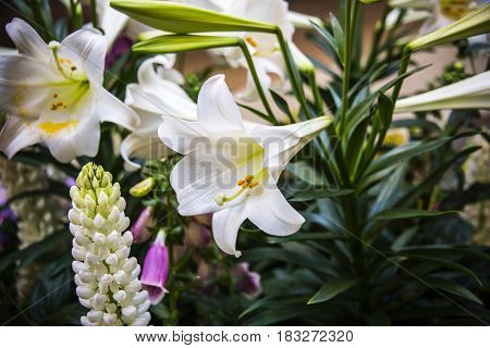 flowers, flowers concept, natural flowers, white flowers, flowers of the spring, yellow and viola flowers with blurry background, spring flower, flowers in the vase, different flowers,
