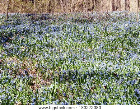 Field of snowdrops in spring in Thornhill Canada April 23 2017
