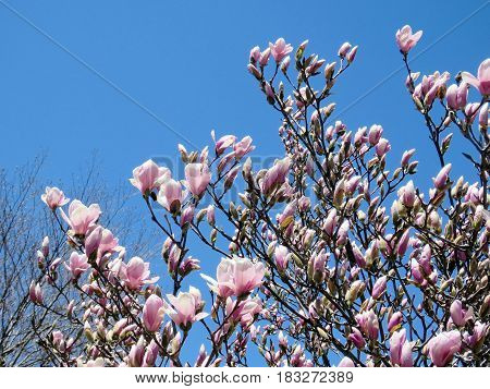 Magnolia in spring in Thornhill Canada April 23 2017